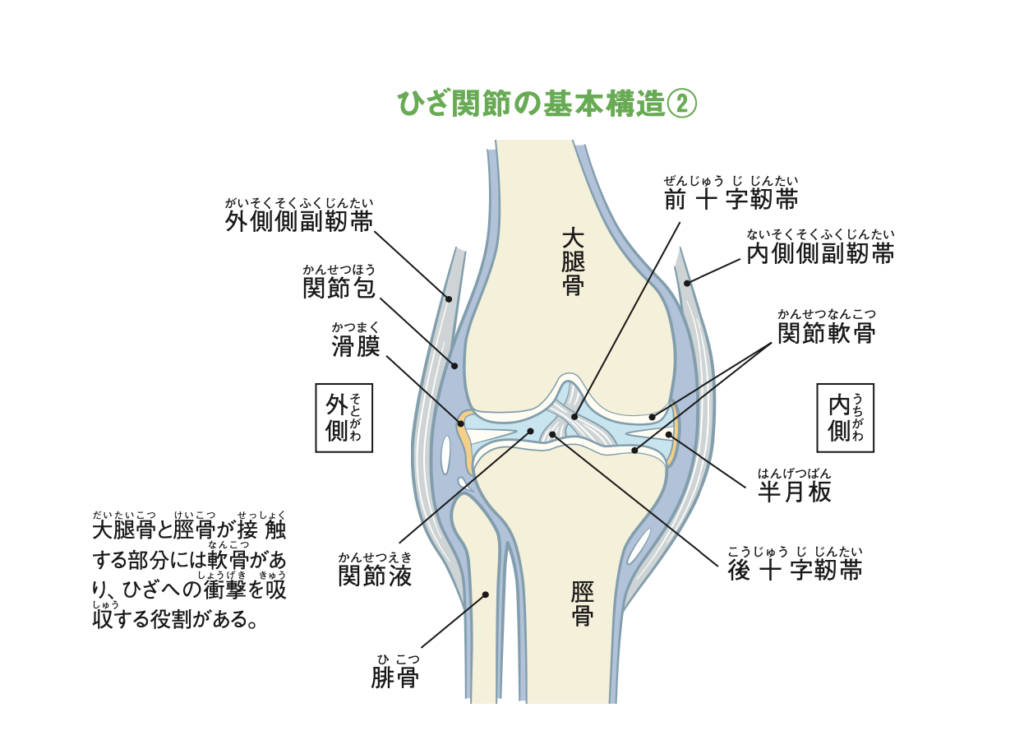 ひざ関節の基本構造②
