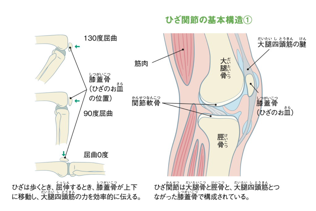 ひざ関節の基本構造①
