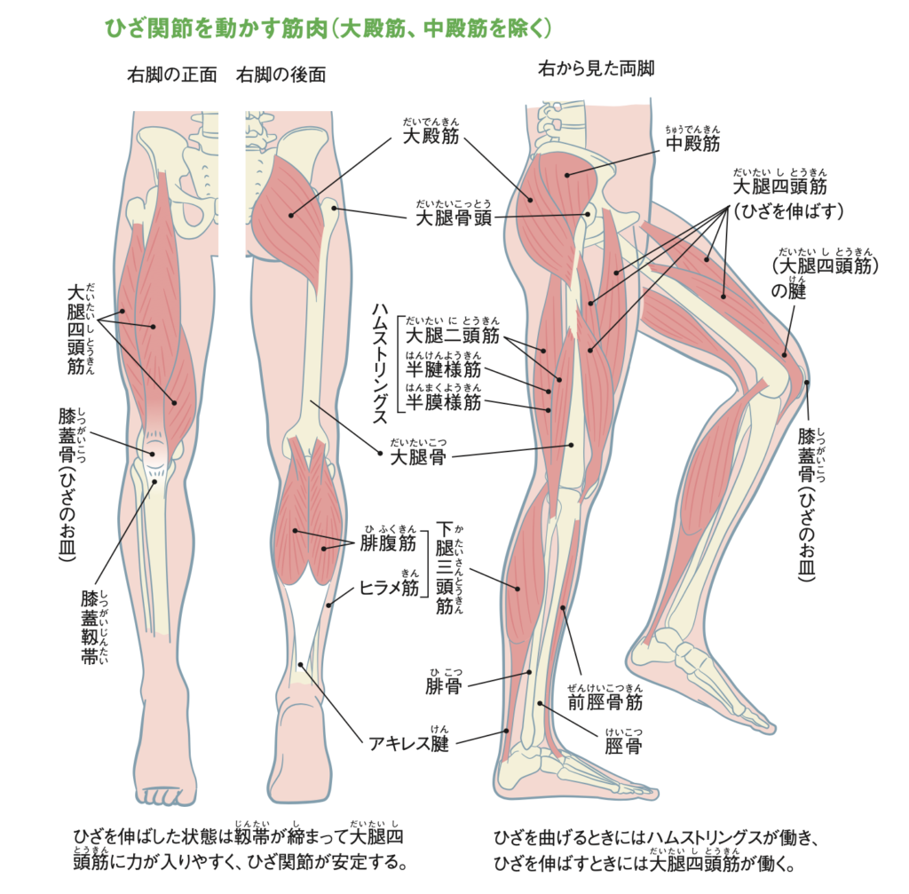 ひざ関節を動かす筋肉（大殿筋、中殿筋を除く）